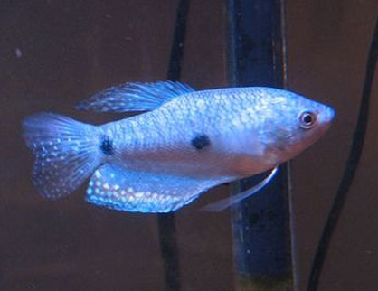 曼龙鱼怎么养 水温控制在26摄氏度左右