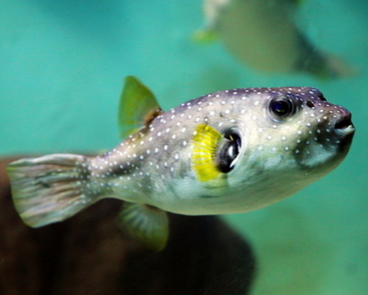 狗头鱼肠炎怎么治疗 食物要消毒处理