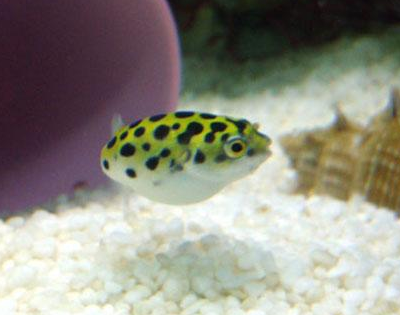 潜水艇鱼吃什么 该鱼是完全的肉食性鱼类