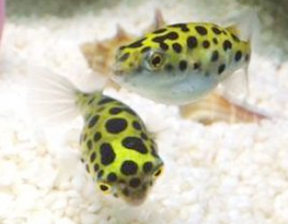 潜水艇鱼有毒吗 属于比较敏感的鱼类