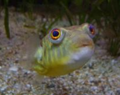 斑马狗头鱼有没有毒 该鱼属于河豚中一种