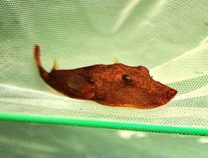 木瓜狗头鱼吃什么 该鱼喜欢钻沙