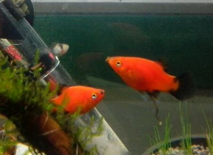 月光鱼的繁殖技巧 26℃为最佳温度