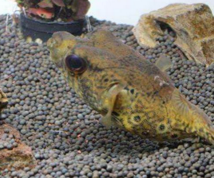 麒麟狗头鱼吃什么 食物要干净卫生