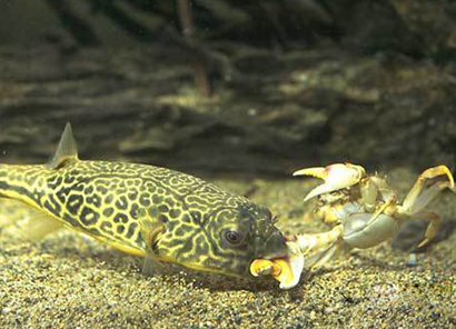 斑马狗头鱼能混养吗 斑马狗头鱼个性凶猛