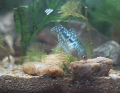 曼龙鱼怎么分公母 母的背鳍圆而短