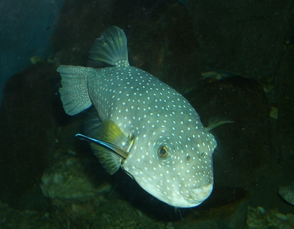 淡水狗头鱼有没有毒 含有一定的毒素