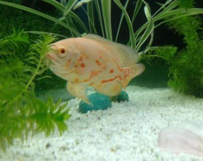 地图鱼不精神怎么回事 要关注该鱼的状态