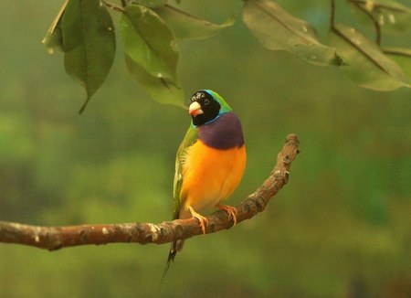 七彩文鸟怎么养 七彩文鸟的养殖方法