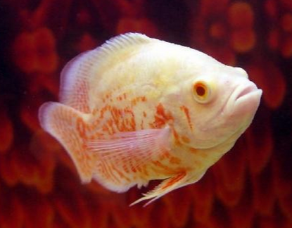 小地图鱼吃什么 喂食含蛋白质较高的食物