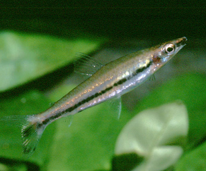 铅笔鱼怎么养 喜爱偏软性的水质