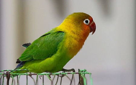 如何选择合适的观赏鸟 观赏鸟的选择技巧