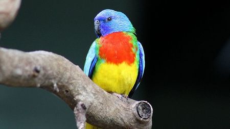 给鸟儿喂药要慎重 给病鸟喂药要注意什么