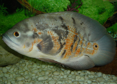 地图鱼养几条好 看个人的风格而定