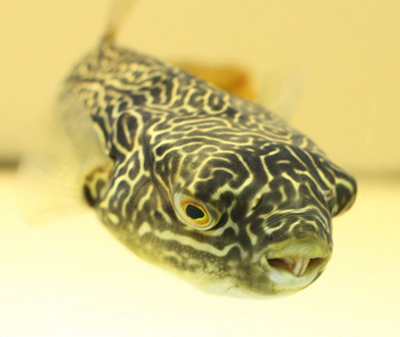 皇冠狗头鱼吃什么 注意有规律喂食