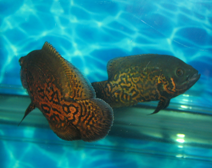 地图鱼白点病怎么治 早发现早治疗