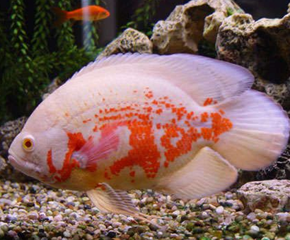 地图鱼好养吗 需要定期的更换新水