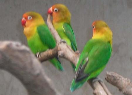 鹦鹉为什么总喜欢睡觉 是它们的天性使然