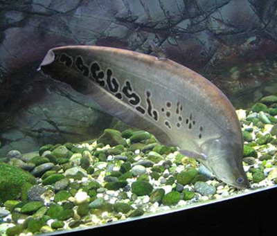 七星刀鱼吃什么 七星刀鱼的食物很广泛