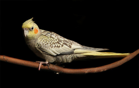 鹦鹉怎么养 宠物鹦鹉常用四种颗粒饲料 