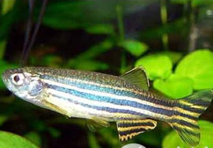 铅笔鱼好养吗 水温控制在25～28℃