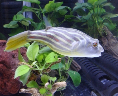 斑马狗头鱼好养吗 该鱼比较适宜单养