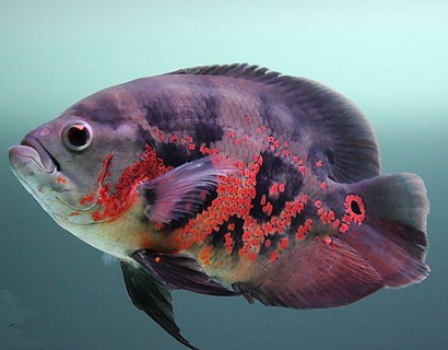 什么样的地图鱼好 主要是看个人的喜好