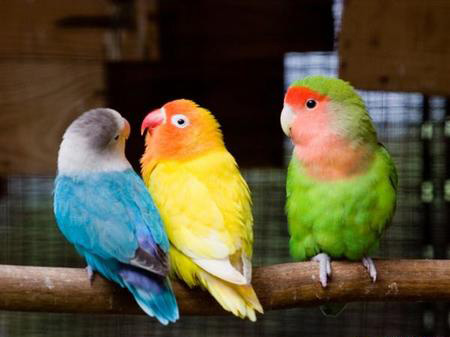 如何让你家的鹦鹉远离疾病 舒适的环境不易生病