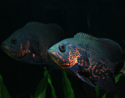 地图鱼鱼鳍分叉怎么回事 多半因打架引起