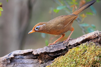 画眉鸟患了肠胃病怎么办 肠胃病诊治方法