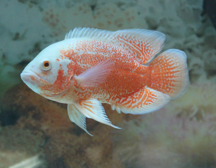 地图鱼掉鳞了怎么办 这种疾病并不难治