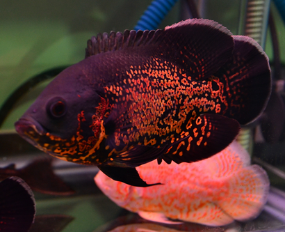 地图鱼的寿命有多长 一般在10年左右