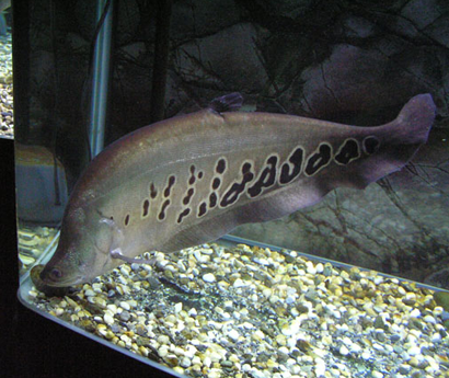 七星刀鱼不吃东西怎么办 建议对症下药