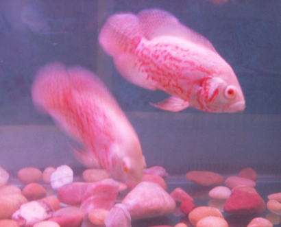 地图鱼喂什么饲料好 饲料要合理搭配