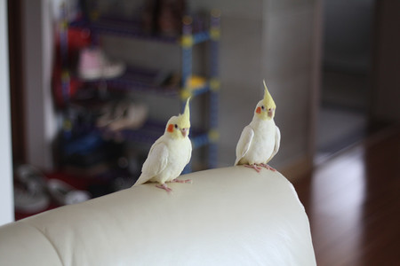 玄凤鹦鹉怎么养 要注意两中典型疾病