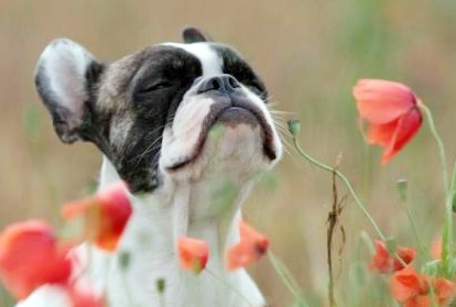 陶醉在花丛中的汪星人