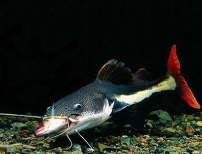 小招财猫鱼吃什么 可以搭配活饵喂食