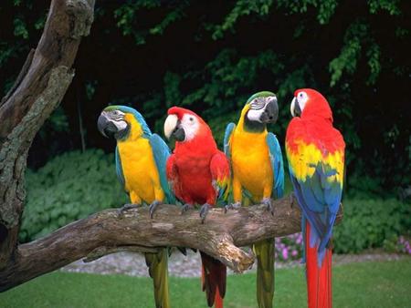 鹦鹉患了大肠杆菌病怎么办 预防是关键