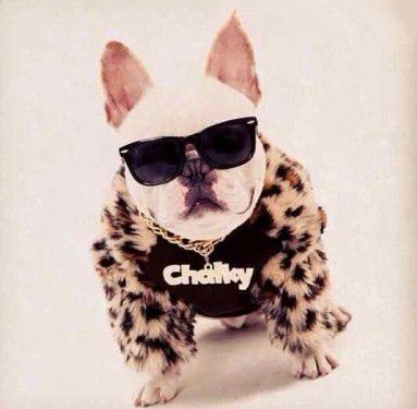 土豪狗狗的霸气着装