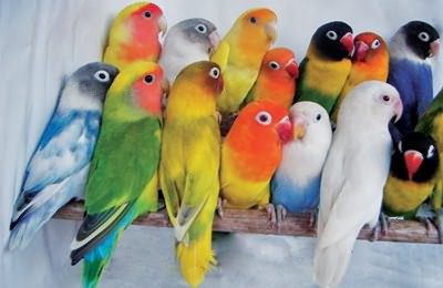 鹦鹉怎么养 警惕鹦鹉营养过剩引起疾病