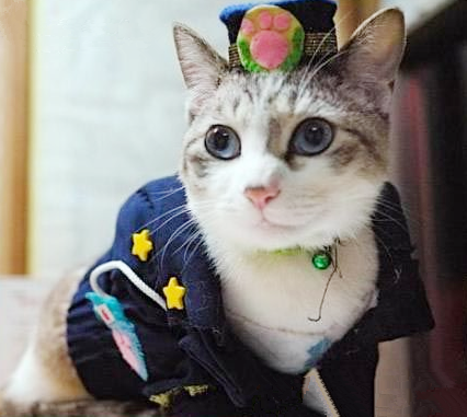 喵星人还当上了空姐