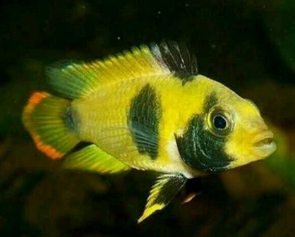 熊猫短鲷怎么养 是很神经质的一种鱼