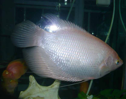 招财鱼皮肤病怎么治 可以选择药物治疗