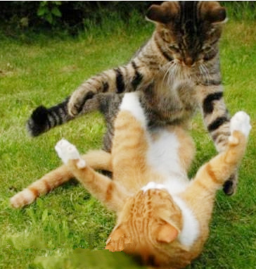 当喵星人与伙伴翻脸：揍你没商量！