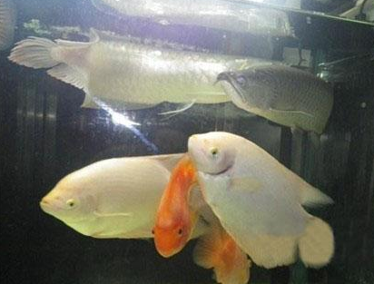 招财鱼红斑病怎么治 通过药物治疗