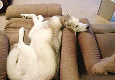 二哈的脖子果然神奇