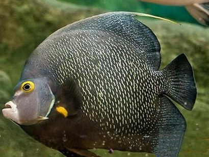 绣蝴蝶鱼怎么养 水温控制在24-27℃