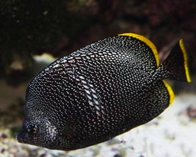 绣蝴蝶鱼吃什么 给予营养均衡的饵料