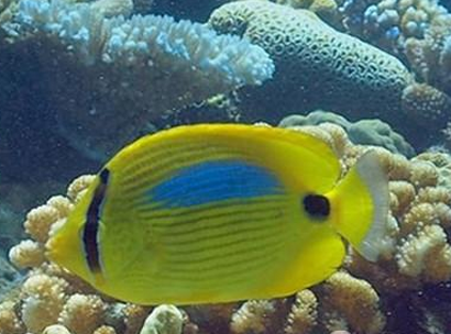 四棘蝴蝶鱼怎么养 要注意水质的稳定