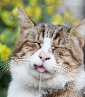 这货是看到什么口水流成这样？